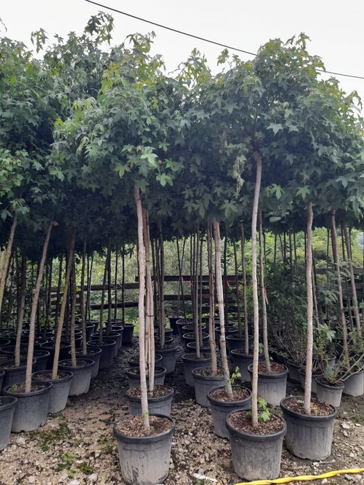 catalpa, pawlonia,mesteacăn,tei,