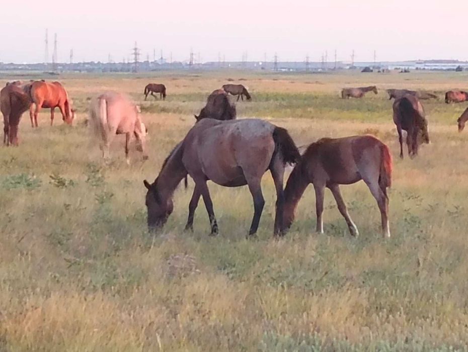 Жылқы (Лошади) сатылады