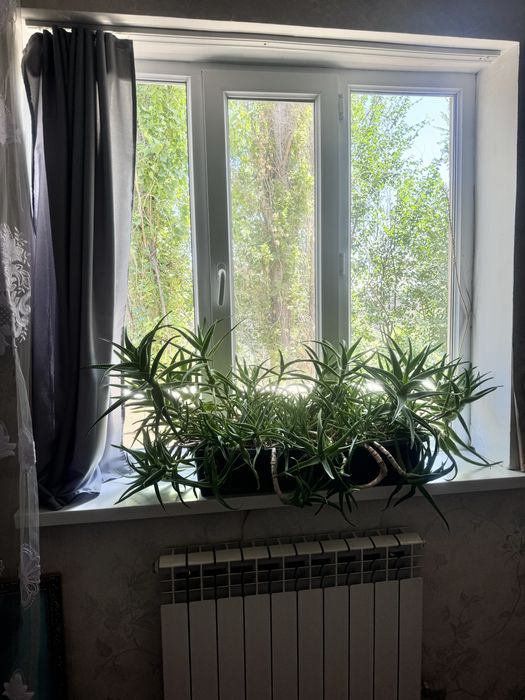 Срочно продается цветок алоэ для лечения!