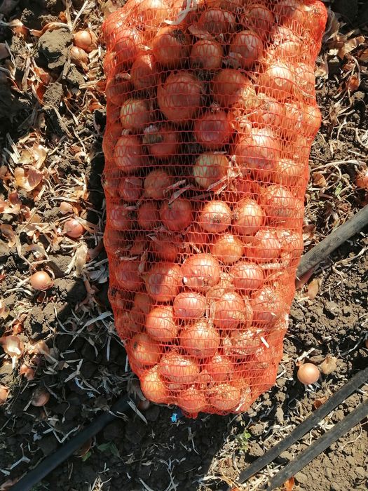 Ceapa de toamna Legend F1