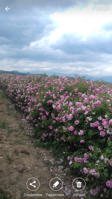 Разсад маслодайна роза