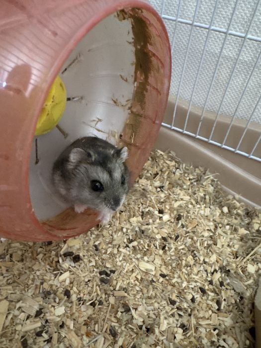 Хомяк вместе с клеткой отдам