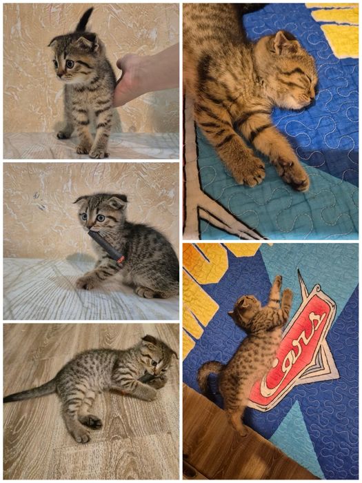 scottish straight va Scottish fold mushukchalari