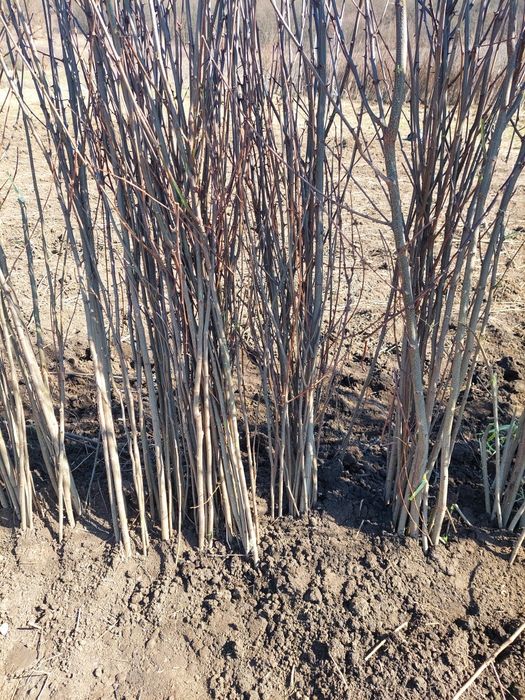 Vand puieți de salcâm