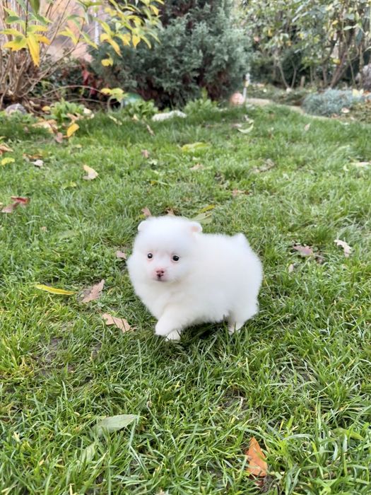 Померан мини момче. Померанче