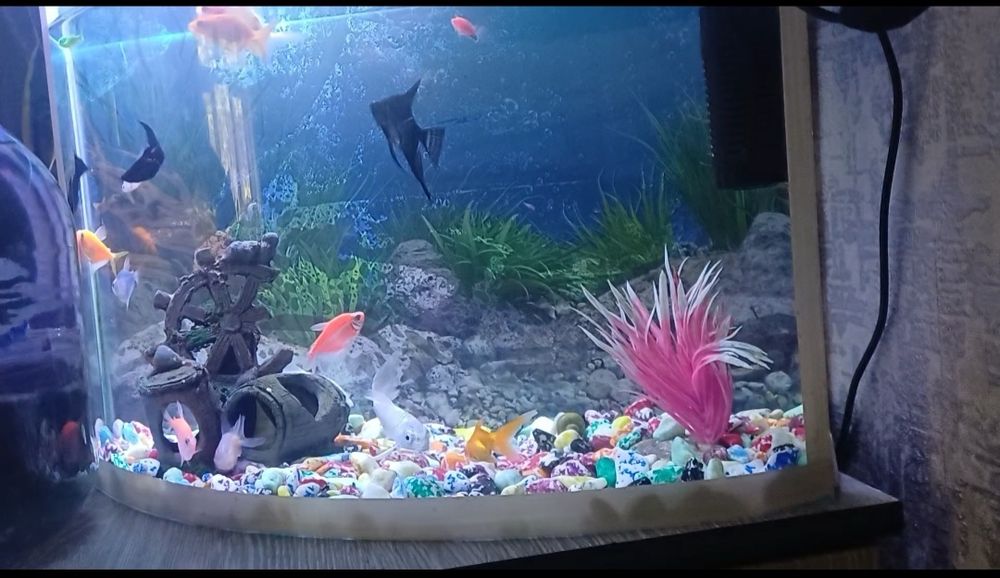 20 litrli akvarium sotiladi toshi va icidagi dekaratsisiya qusib beril