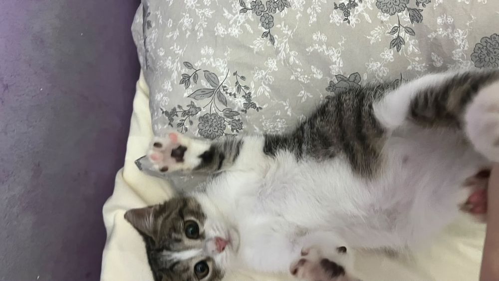 Котёнок в добрые руки