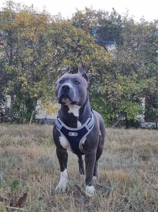 Американский стаффордширский терьер