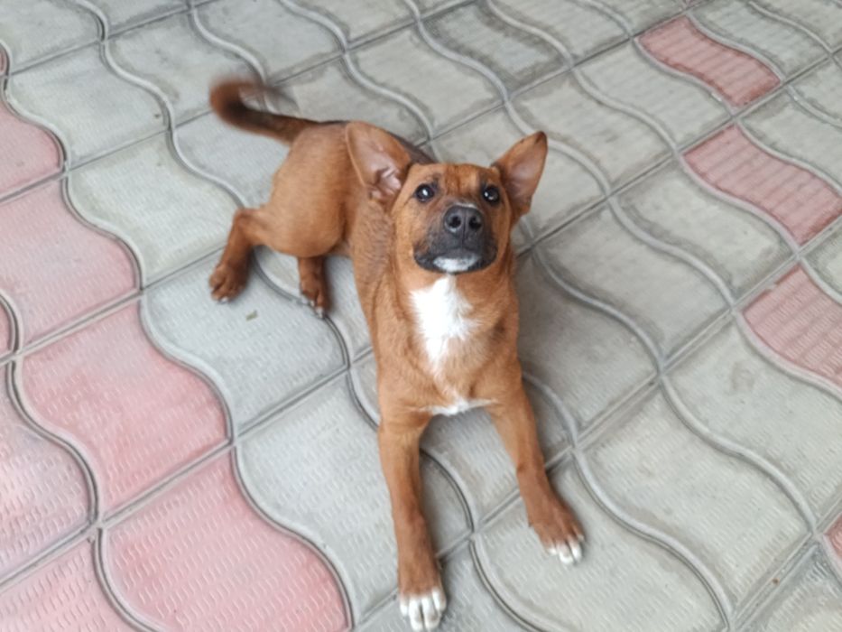 Отдам Собачку маленькую