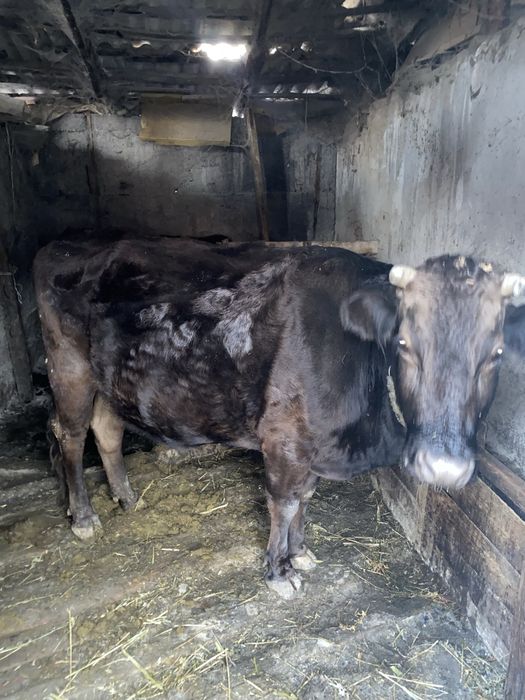 Продам коров цена от 800до 1м