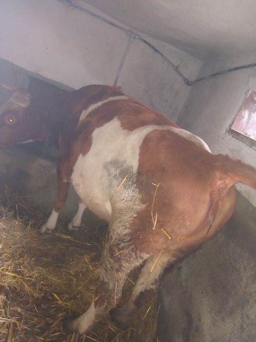 Vand 2 juninci si un vitel