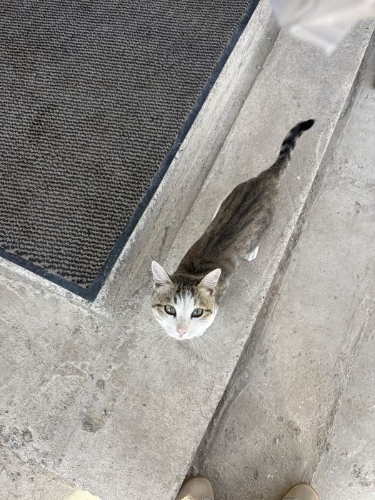 Котик ищет дом )