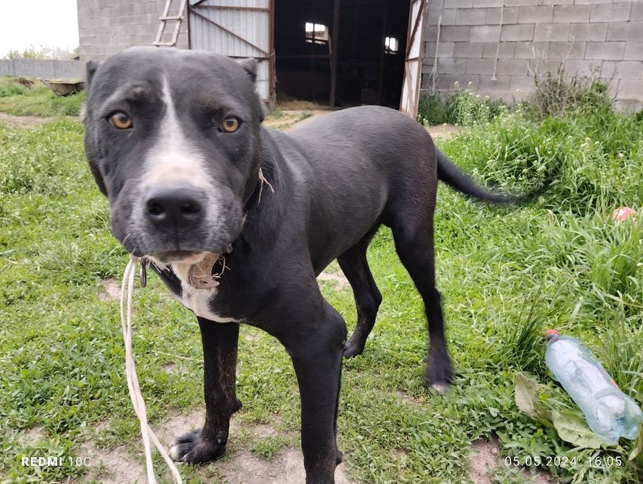 Пигбул сатылады 70000