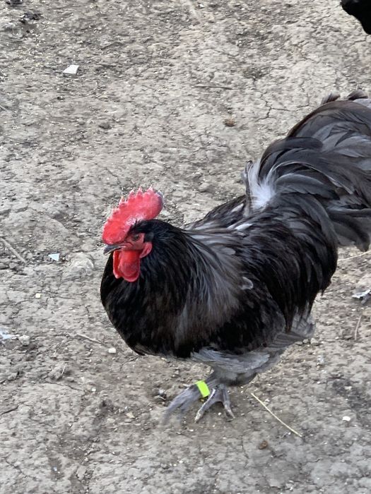 Familie de Aistralorp albastru