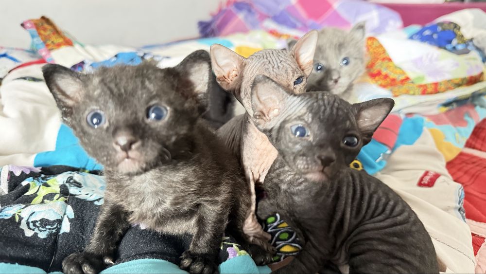 Котята сфинксы в начале октября.