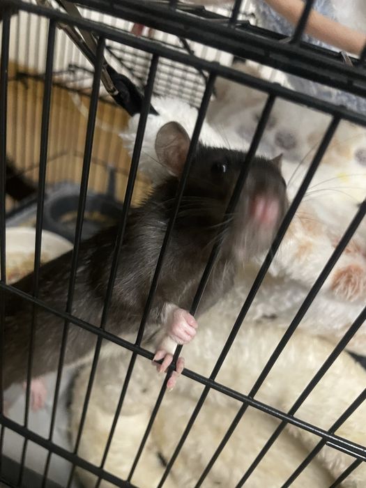 крыски, клеткиии