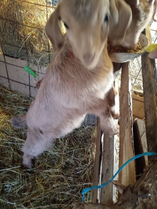 Vând 2 ieduțe metis de anglo