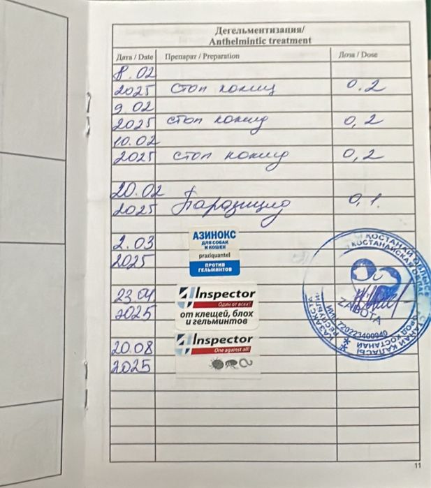 Немецкий щпиц белый