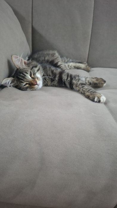 Отдам котенка мальчика в добрые руки