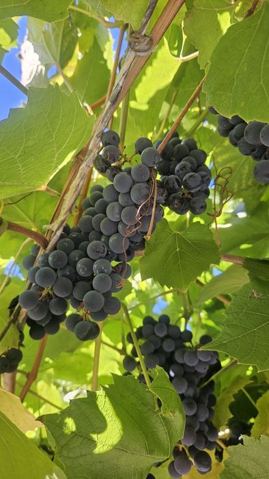 Продам виноград Изабелла
