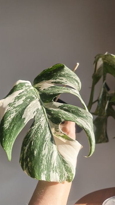 Монстер Альба и Тайское созвездие