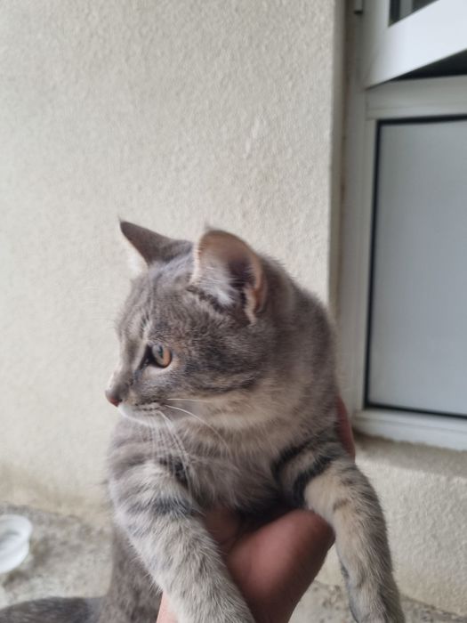 Кот.         мушук эркак