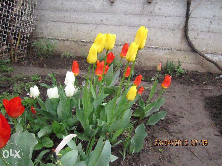 Bulbi de lalele -MIX circumferinta 12/13/14; 10/11; 7/8