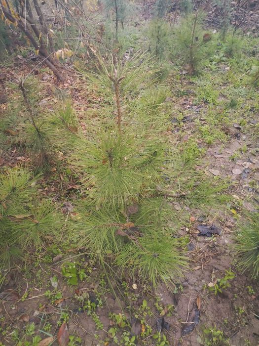 Lola Bagriyannik Buruchina VA Har Hil archalar bor