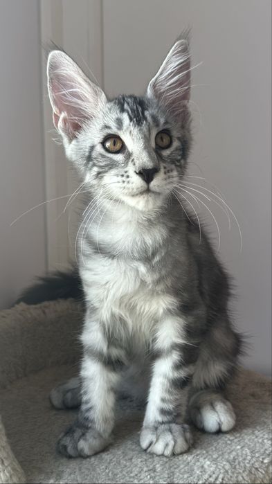 КОТЯТА_Продаются_