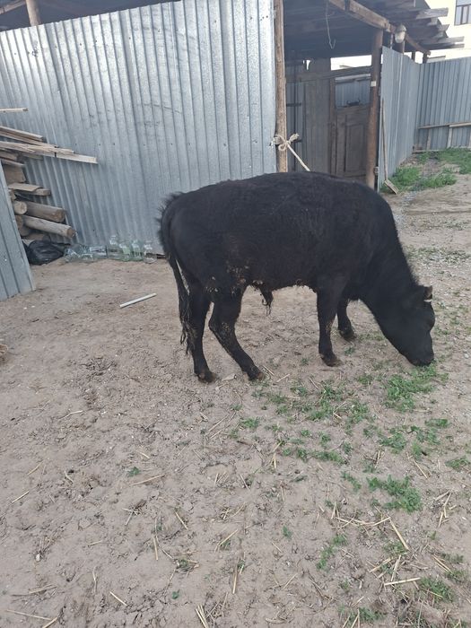 1 жасар баспак еркек