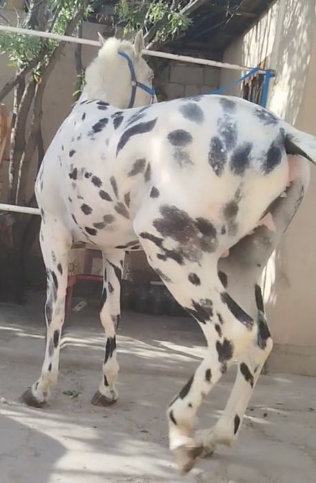 От Акили ГУЗАЛ тулпор сурочни