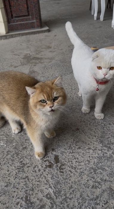 ВЯЗКА. Британский шиншилла. Мушук чатиштириш