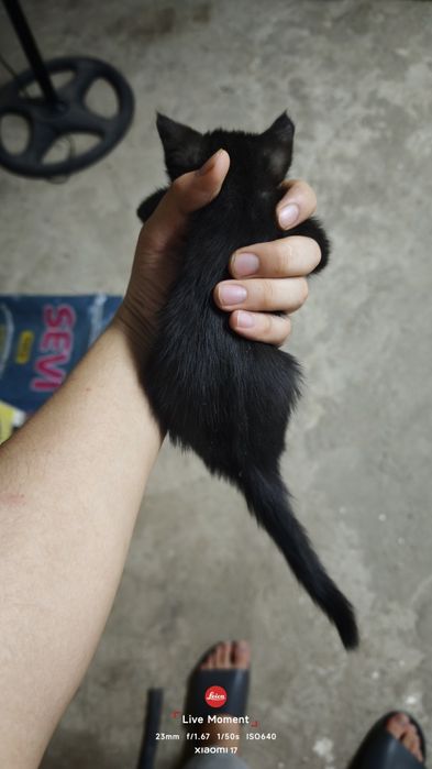 Котята бесплатно
