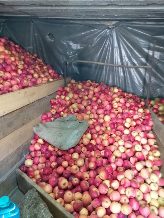 Mere de idared, ionathan, golden, florina