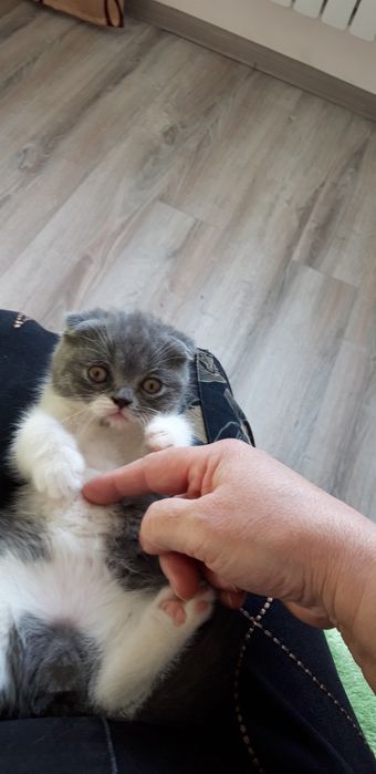 продам котят 30000