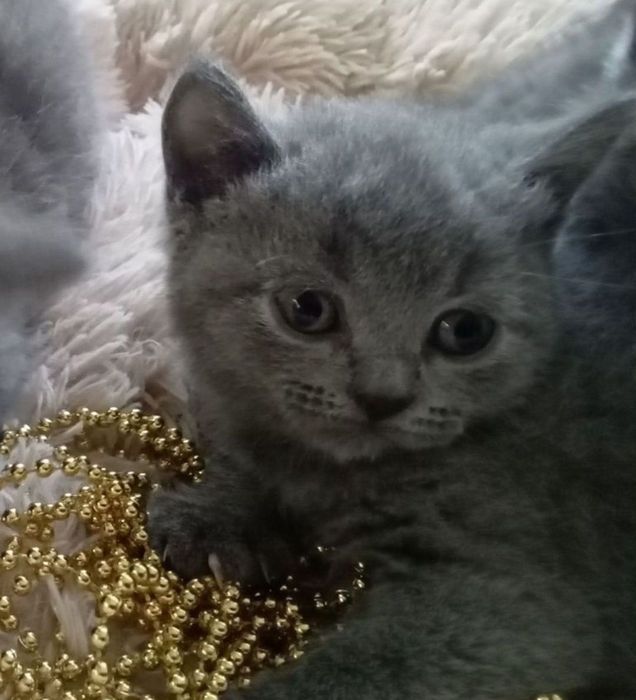 Котята мальчики и девочки 1.5 мес