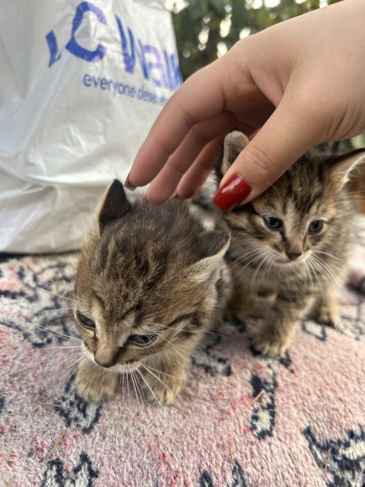 котята в добрые руки