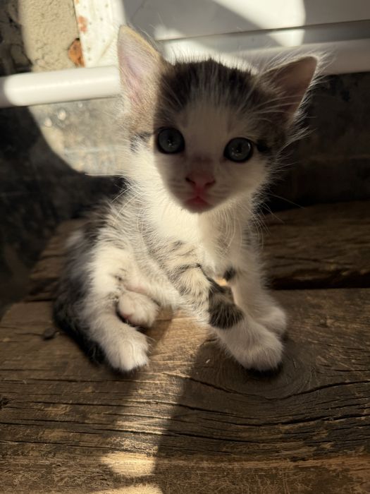 Котенок в хорошие руки