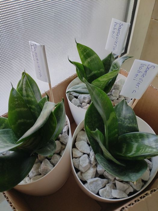 Налични жълти сансевиери, moonshine, cilindrica, Black moon, алое