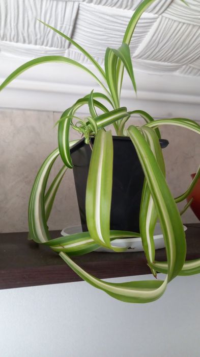 Продам комнатные цветы