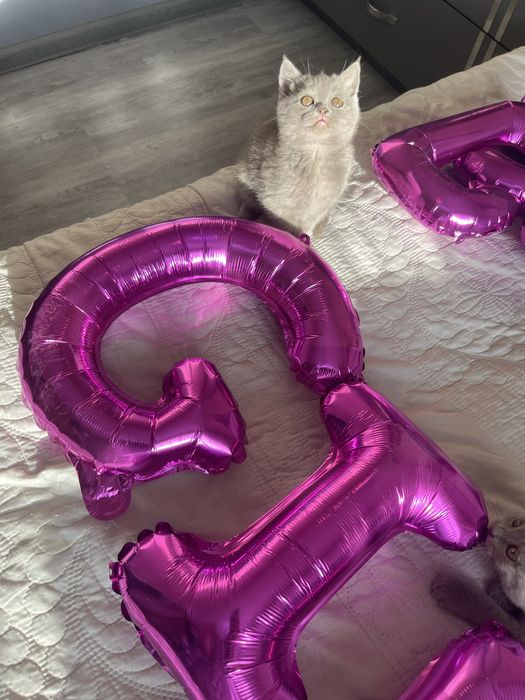 Британские и скотиш фолд котята