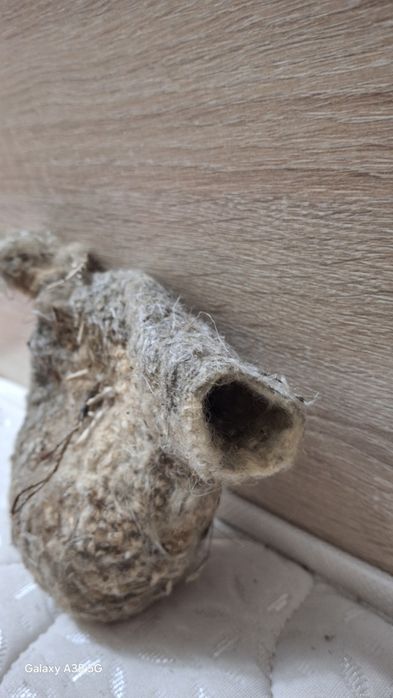 Құрқылтай ұясы  сатылады