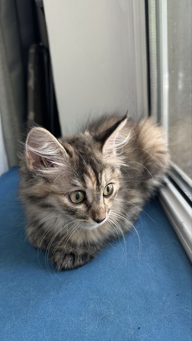 Отдам котенка (девочка) в добрые руки