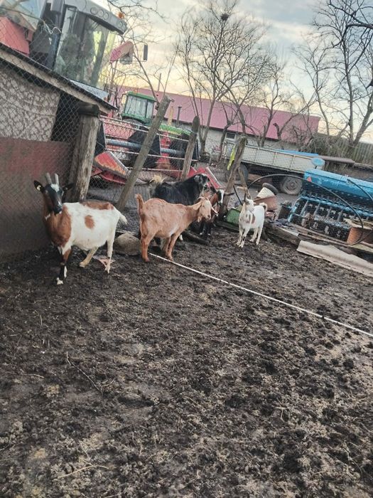 Vand 4 capre si Un țap