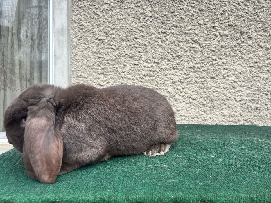 Mascul Berbec German Havana