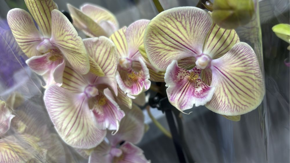 Орхидеи цветущие