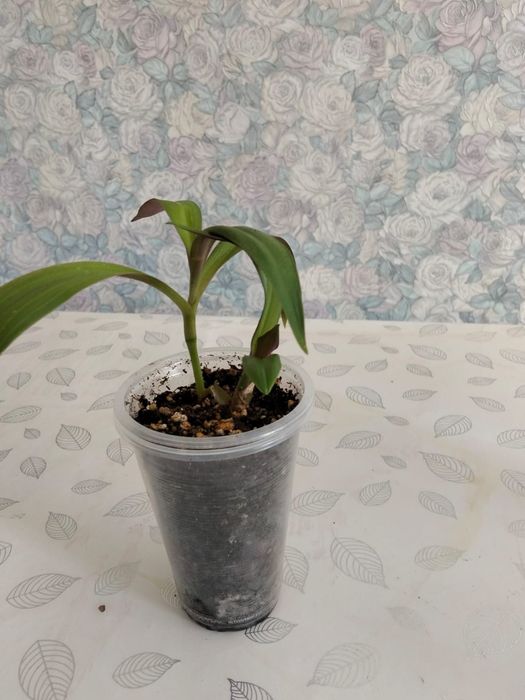 Продам цветок Рео