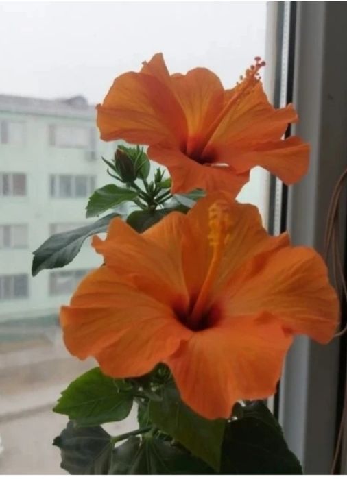 Гибискус сатылады