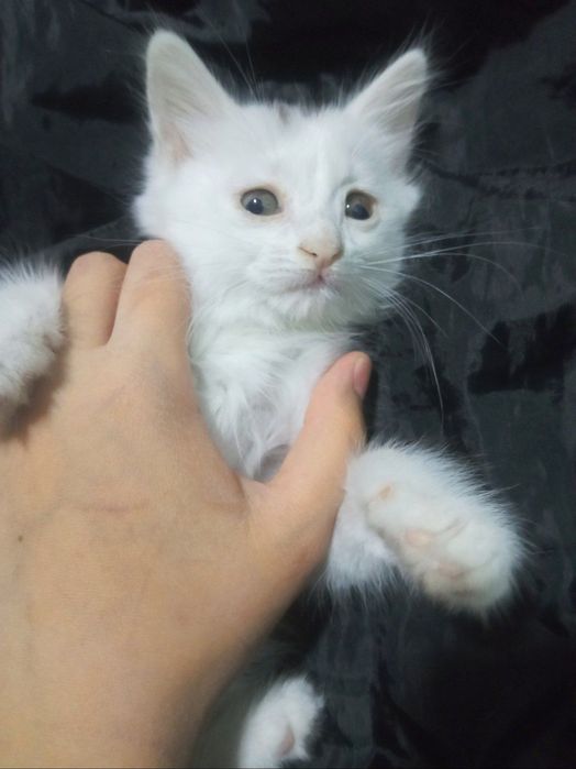 Juda ham shoʻx mushukcha