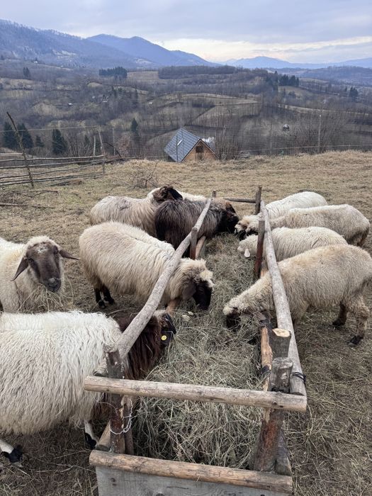 Vand  sau schimb  18 oi cu cai ,vaci ,4x4